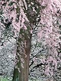 Cherry Blossoms and Red Cedar Tree Trunk, Washington, USA Premium Photographic Poster Print by William Sutton, 48x64