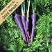 500 Seeds, Carrot "Cosmic Purple" (Daucus carota) Seeds By Seed Needs