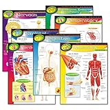 TREND Learning Chart Combo Packs The Human Body 17 Inch X 22 Inch 7/Pack St ....