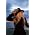 Vignette de Stevie Nicks