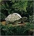 Plush Tortoise Puppet 13"