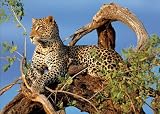 Clementoni 39019.9 - Puzzle Jaguar 1000 teilig