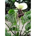 Tropica - Nepalesische Riesen - Fledermausblume (Tacca nevia white) - 10 Samen
