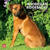 Rhodesian Ridgebacks 2013 Calendar