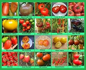 Tomaten Set 2 Historische alte Tomatensorten 20 Arten Samen