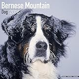 Image de BERNESE MOUNTAIN DOGS CALENDARIO CALENDAR 2016