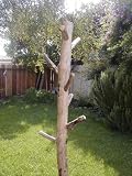 COAT HAT RACK FROM MONTEREY BAY DRIFTWOOD