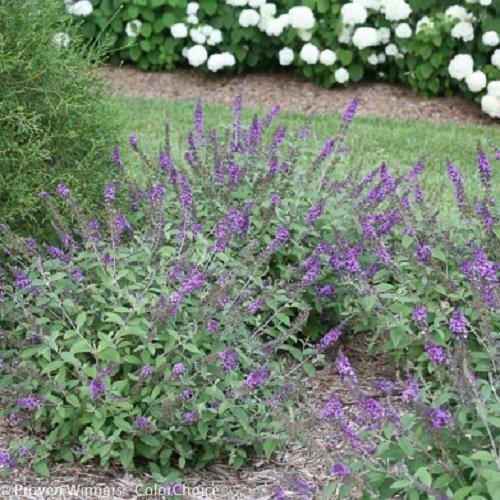 Lo & Behold ® 'Blue Chip Jr.' Butterfly Bush - 4 Lo & Behold ® 'Blue Chip Jr.' Butterfly Bush - 4