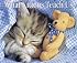 What Kittens Teach Us 2009 Calendar