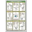 Algra Fitnus Chart Series Shoulder Workout