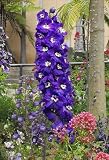 500 PURPLE ROCKET LARKSPUR Delphinium Ajacis Consolida Flower Seeds