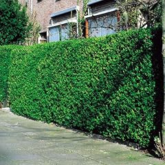 Liguster Hecke - 20 heckenpflanzen