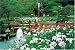 1000ピース 無憂園(石山寺)-滋賀 10-632: 約2000株の花菖蒲が咲く石山寺の無憂園。石山寺は、紫式部が源氏物語の構想を練ったという「源氏の間」があり、中秋の名月には「名月紫式部祭」が催されている。西国三十三所第13番札所。境内には、寺名の由来と...