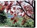 Blooming Flamboyan Tree Tamarindo Bay Culebra Island Puerto Rico Canvas Print / Canvas Art - Ar...