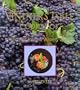 The Vintner's Table Cookbook: Recipes from a Winery Chef