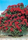Outdoor Living : Sparkling Scarlet. Climbing Rose.