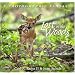 Lost In The Woods: A Photographic Fantasy