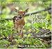 Lost In The Woods: A Photographic Fantasy by Carl R. Sams, Jean Stoick