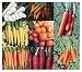 The Carrot Seeds Collection Variety Pack - 25 Yaya Carrots / 25 Snow White / 25 Purpl...