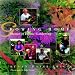 Book Growing Home: Stories of Ethnic Gardening