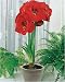 Amaryllis Red Lion in a Athena Pot