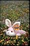Softbellys(R) Monitor Dustwipes, Dust Bunny (Bunny)