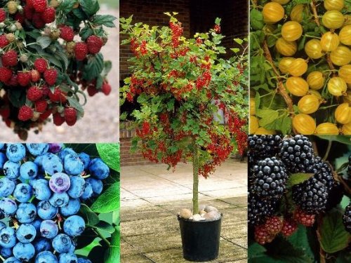 5er Beerenobst-Set, bestehend aus je 1 Pflanze von: Johannisbeerst&auml;mmchen rot Jonkheer van Preisvergleich