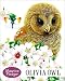 Olivia Owl