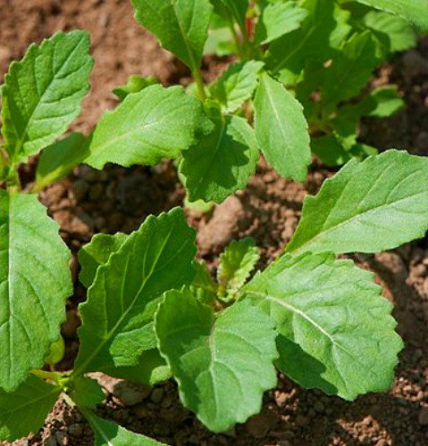 Wasabi Seeds - Diplotaxis - 100 Seeds