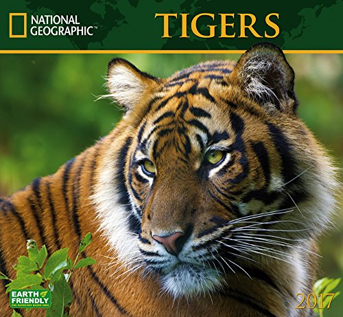 National Geographic Tigers 2017 Wall Calendar
