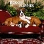 Boxer Puppies 2010 Mini Wall