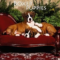 Boxer Puppies 2010 Mini Wall