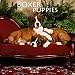 boxer31 - Boxer Puppies 2010 Mini Wall