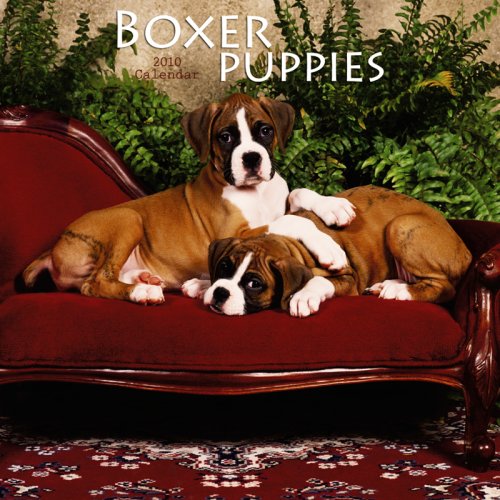 Boxer Puppies 2010 Mini Wall