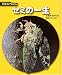 セミの一生 (科学のアルバム)