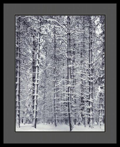 Pine Forest in Snow