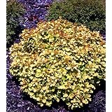 Sunjoy Gold Beret Barberry -Berberis-Outside or Bonsai