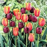 Fall Harvest Tulip Mix 10 Bulbs - Orange & Bronze
