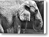 Mr. Elephant Canvas Print / Canvas Art - Artist Karen M Scovill