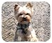 terrier40 - Yorkshire Terrier Mouse Pad