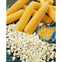 Robust 128 Yellow Hulles Hybrid Popcorn Seeds - Zea Mays - 12 Grams - Approx 100 Gardening Seeds - Vegetable Garden Seed