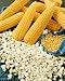 Robust 128 Yellow Hulles Hybrid Popcorn Seeds - Zea Mays - 12 Grams - Approx 100 Gardening Seeds - Vegetable Garden Seed