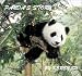 Panda's Story