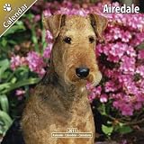 Airedale 2011 Wall Calendar #10002-11