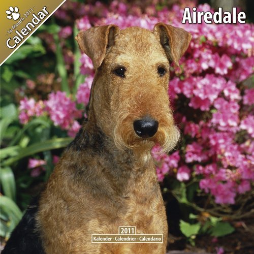Airedale 2011 Wall Calendar #10002-11