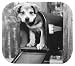 Fellowes(R) Decorative Mouse Pad, Puppy In Mailbox