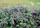 Amazon / Hirts: Butterfly Bush: Lo & Behold Purple Haze Butterfly Bush - Buddliea - Proven Winners