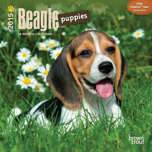 Beagle Puppies 2015 Mini 7x7