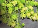 Parrots Feather Oxygenating floating pond plant 5 bits