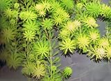 Parrots Feather Oxygenating floating pond plant 5 bits